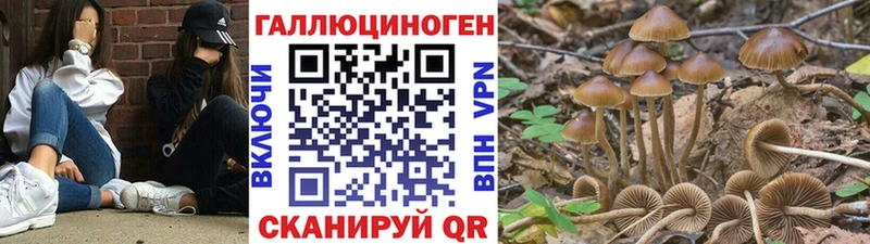 цена   Бор  Псилоцибиновые грибы прущие грибы 